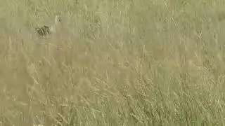 Leopard fails!