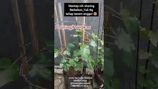 Cara Merawat Tanaman Anggur Agar Berbuah Lebat