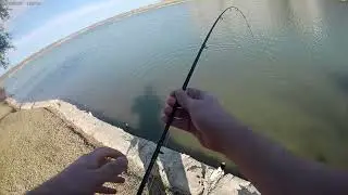 XPS Stick-Os + Weedless Whacky Rig = Bass