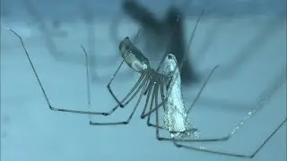 Cellar Spider ( Pholcidae ) Catches Prey