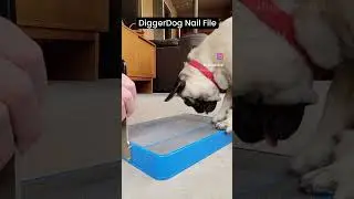 How to trim your dog's nails at home #dognailcare #nailgrinder #dognailfileboard #doggroomingtips