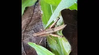 Nymph-Meadow Grasshopper-63rd. #meadow #grasshopper #insect #nymph #jumping #grass #leaf #habitat