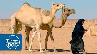 El Desierto | Nómadas del Sahara
