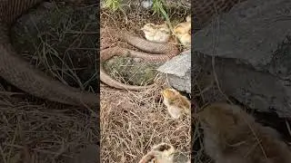 Snake attacks chicks #snake #cobra #animals