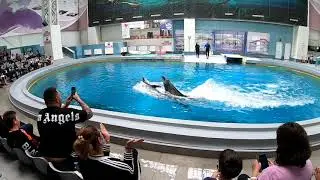Delfinariu Constanta Delfin Show 2021