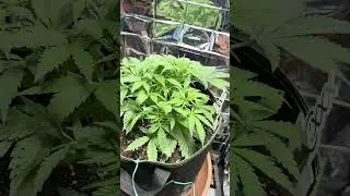 Day 35 Vegetation 🍃  #cannabiscommunity  #cannabisculture #growyourown #autoflower