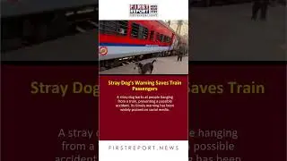 Stray Dog's Warning Saves Train Passengers