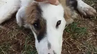 Ecco un cane appena lasciato dalla sua famiglia:  LAPO