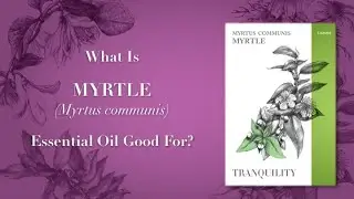 What is Myrtle Essential Oil Good For Video 1 of 2