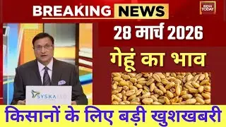 13 फरवरी 2026 Gehun Ka Bhav आज का गेहूं का भाव । गेहूं के भाव में आई  आज तेजी । गेहूं का भा1व