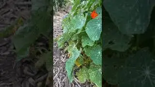 2020 Beginner Garden (Part 1) - Saskatchewan