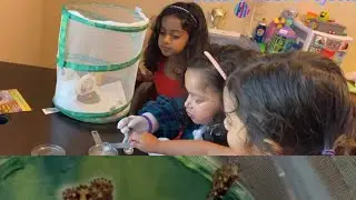 Butterfly growing kit Insect Lore | STEM learning | Butterfly life cycle