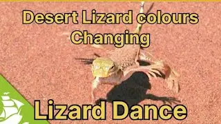 Desert Lizard amazing video/ colour changing/ Lizard dance