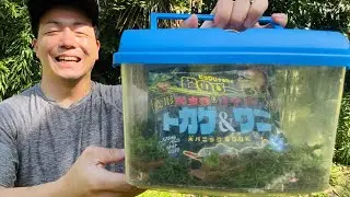 へんけいトカゲ&ワニ🐊🦎