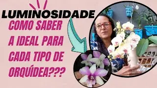 COMO SABER A LUMINOSIDADE IDEAL PARA CADA TIPO DE ORQU&Iacute;DEA ??  | Tour pelo orquidario