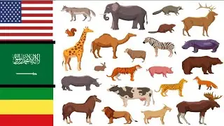 English and Arabic language እንግሊዝኛን እና አረበኛን አቀላጥፎ ለመናገር የተዘጋጀ video
