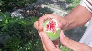 التين الغزيلي   fig tree 🌳