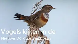Vogels kijken in de Nieuwe Dordtse Biesbosch #1617