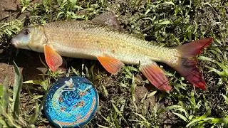 Wisconsin River Fishing for as many fish species as possible (June Fishing Tournament ep. 12)