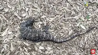 Newcastle Blackbutt Reserve Wildlife 🦘🦜 | Kangaroos, Koalas, Emus & More | Part 2