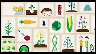 GMO products