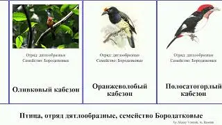 Птица, отряд дятлообразные, семейство Бородатковые кабезон эубукко bird Piciformes Оранжеволобый