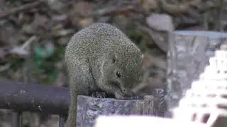 瀬上市民の森の瀬上池の柵の上で食事してたタイワンリス２