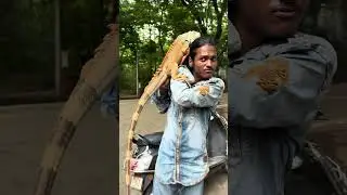 Indian chameleon at Filmcity Mumbai | Types of Lizard #viral #reels #short #discovery