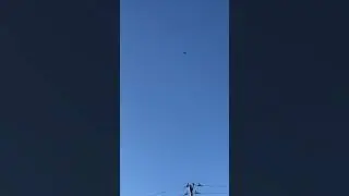 🐦&zwj;⬛Crow tried to hit BRAVE Hawk!🦅