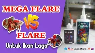 Mega Flare VS Flare Untuk Ikan Laga