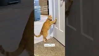 Funny Cats 🐾🐈&zwj;⬛ #shorts  #animals #funny
