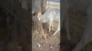 Cowboy sauvant une t&ecirc;te de vache coinc&eacute; dans une troc d'arbre c'est grave 🐄🐄🐃🐃