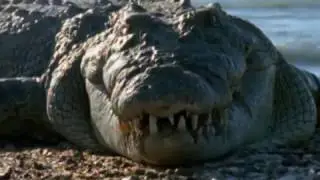 Top 10 Amazing Of Animals - The Most Extreme Animal - Predators