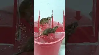 Easy glass mouse trap best idea for home #mousetrap #mouse #rat