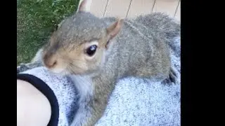 Cute young squirrel climbing on people - Jerry Squirrel