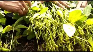 RSR SEEDS CRO -Harsh soyabean research