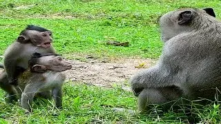 Awesome New Leader On Power In Amber Group ST11446 Mono Monkey