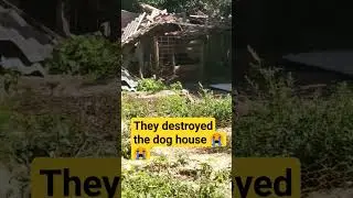 Destroyed dog house/What will happen now? #recommendations