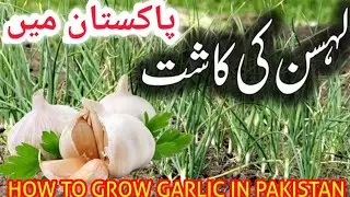 Garlic Growing How To Grow Garlic In Pakistan Urdu Hindi And Best Time To Plant It