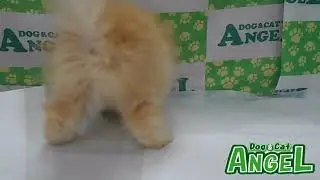 ノルウェージャンFC 2301125 【ペットショップエンゼル　子犬・子猫販売】