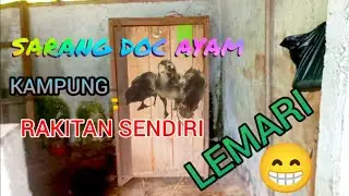 DOC ayam kampung