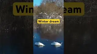 Sleeping swans in winter time #nature #birds #wildlife | Film Studio Aves