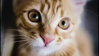 More Cute Animals for When You are Stressed 2022
