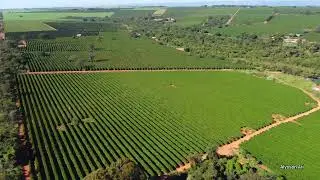 Agricultura mecanizada, Araguari no Triângulo Mineiro.