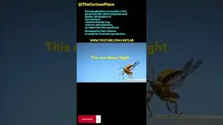 Beautiful Acorn Weevil Takes Flight #nature #insects #biology #life