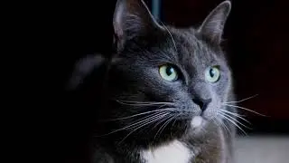 The oldest known pet cat existed 9,500 years ago 4K