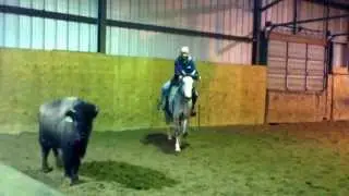 Teaching the race horse buffalo tracking...just off the race track