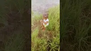 dhaan ka Biya ukhadta Hua Chhota baccha