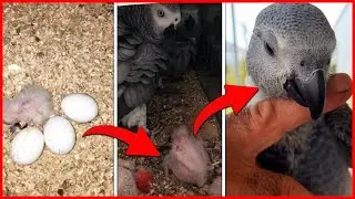 Jako Papağanı Yumurtadan Yavru Gelişim Süreci