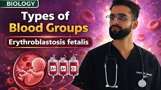 Types of Blood Groups | Erythroblastosis fetalis | Biology explained by a Physiotherapy student